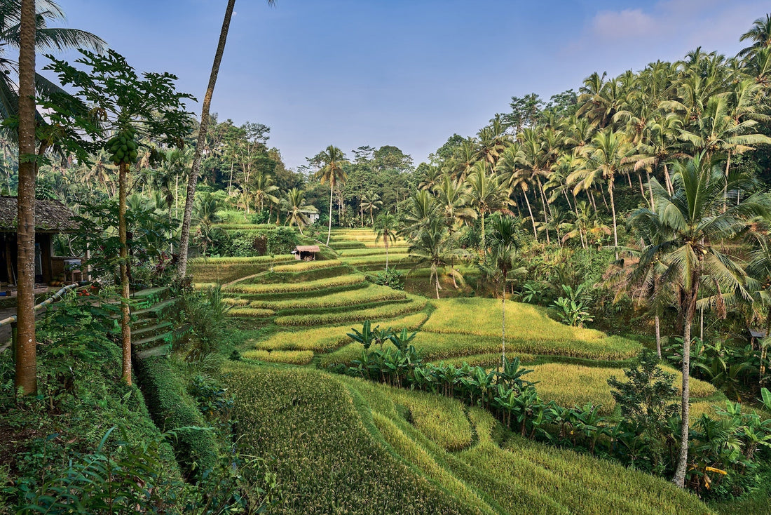 Bali Weather December: Essential Guide for Travelers