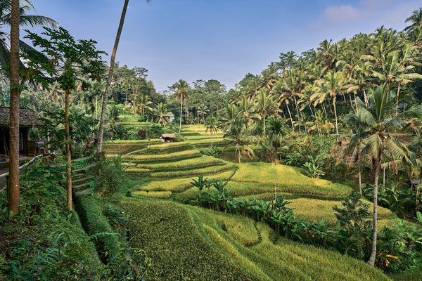 Bali Weather December: Essential Guide for Travelers