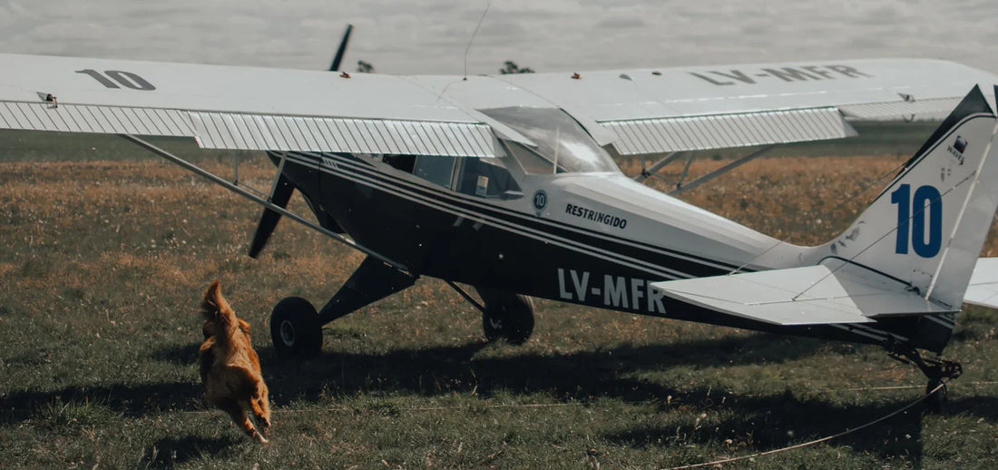 How To Travel With Your Pet