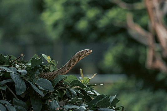 Bali Snakes: Common Types and Safety Advice