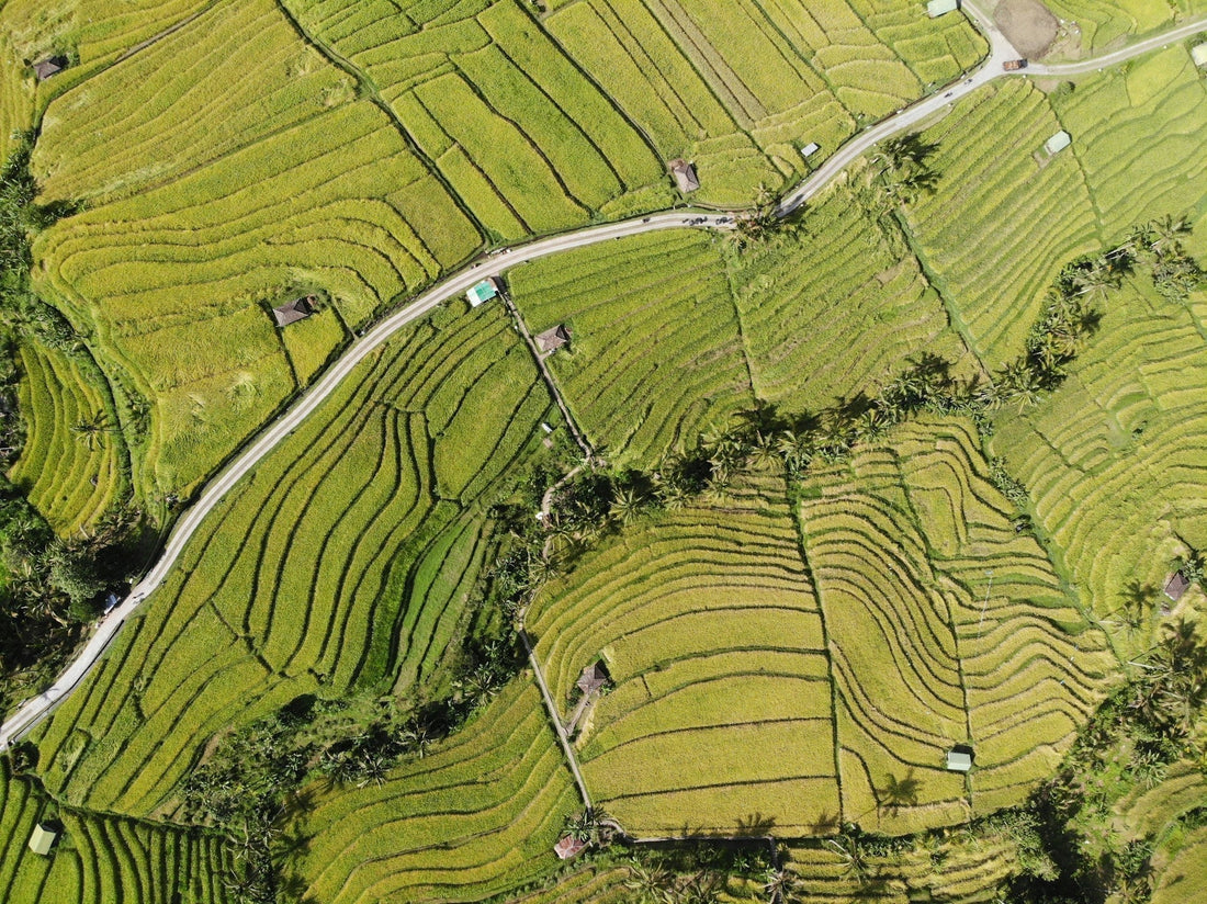 Jatiluwih Rice Terrace: Comprehensive Visitor’s Guide to Bali’s UNESCO Gem
