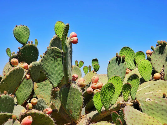 Mexican eSIM: The Smart Way to Stay Connected in Mexico