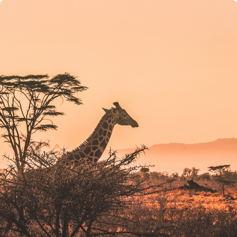 Africa eSIM