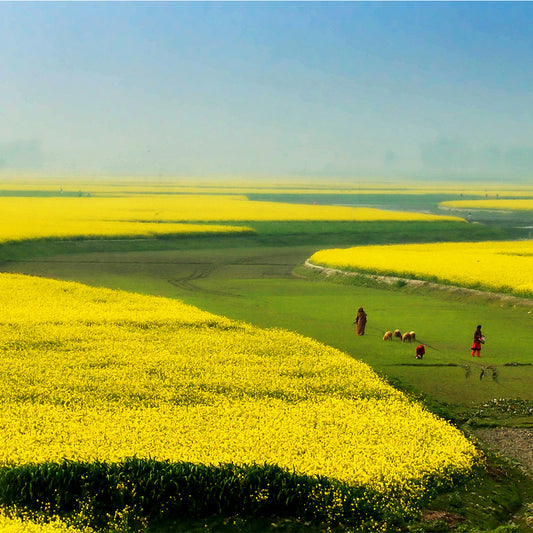 Image fof Bangladesh mustard fields with people and animals in the distance