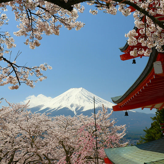 Japan cherry blossoms and Mt. Fuji with clear blue sky