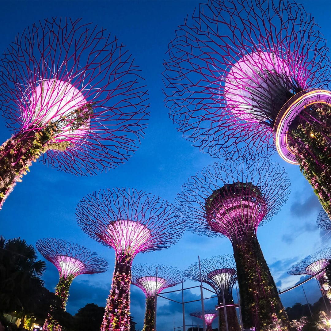 Supertree Grove with a blue nights sky background at Gardens by the Bay, Singapore